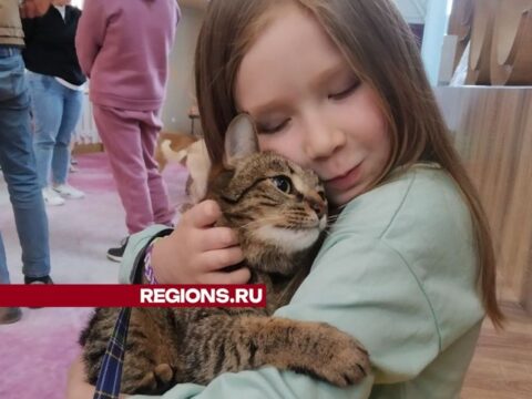Пять кошек и собака обрели новых хозяев на фестивале «Уютный дом» в Пушкино Новости Пушкино 
